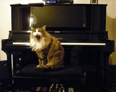 chat musicien